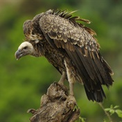 Why South African vultures are disappearing 