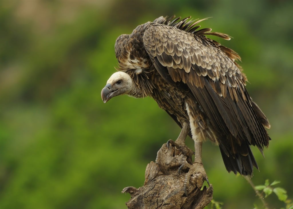 Lead has been detected in the bone and blood of white-backed vultures in South Africa.