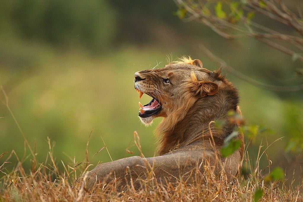 Lions may be killed if they pose a threat to someone's livelihood or their life.