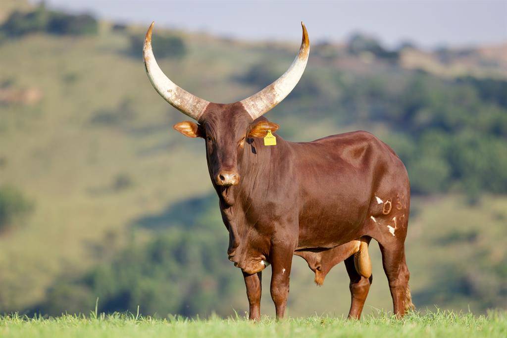 One of president Cyril Ramaphosa's Ankole bulls, which fetched R112 500 at a previous auction. Photo: Veilingswinkel