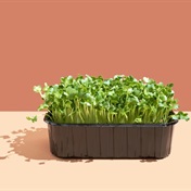 Can you boost your essential micronutrient intake with microgreens? 