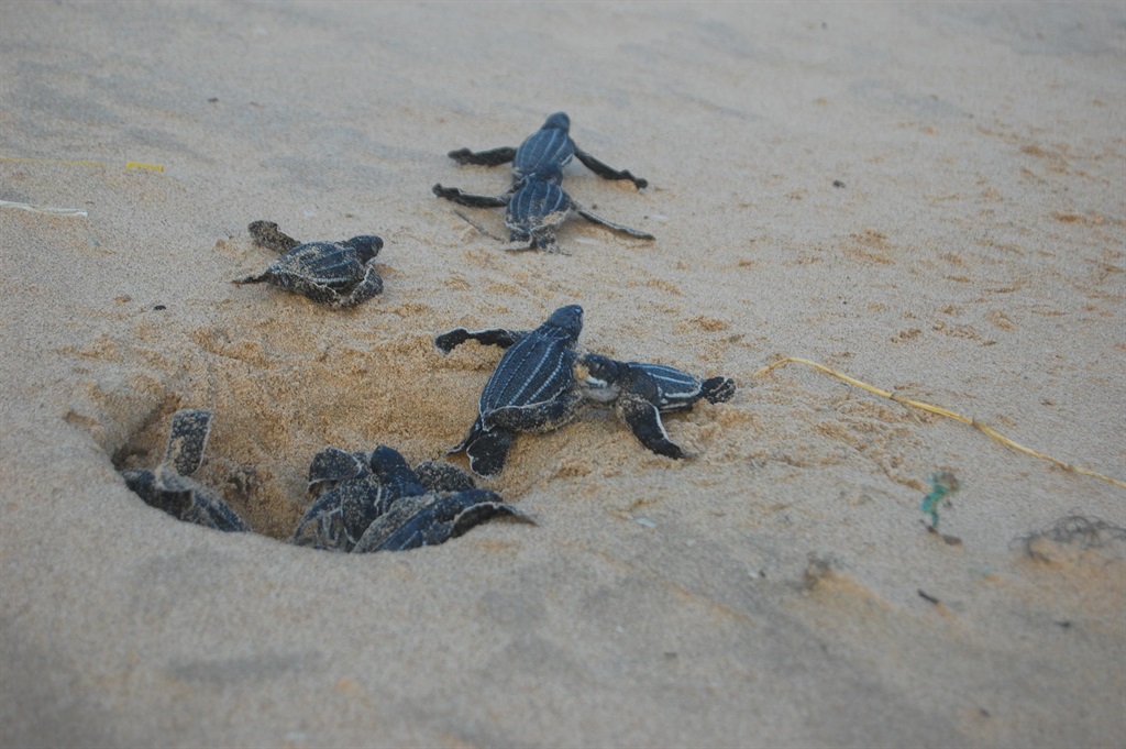Baby turtles make their way to the waters at Thong