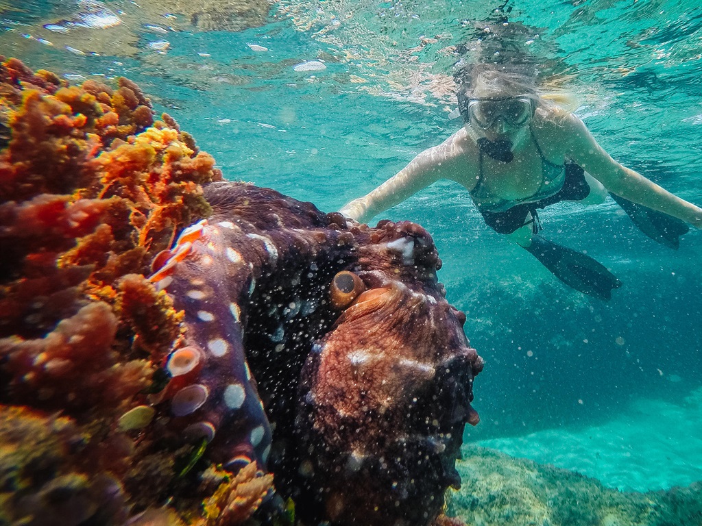 Snorkelling in the rock pools at Thonga Beach Lodge.