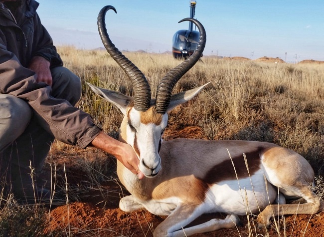 Oom Dyk, die Springbok-ram wat reeds twee weke vermis word. Foto: Verskaf