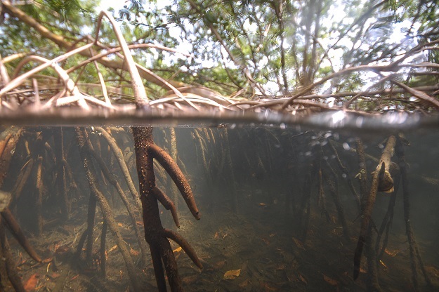 Locais de amostragem entre os manguezais do arquipélago caribenho francês de Guadalupe, onde foi encontrada a bactéria gigante Ca Thiomargarita magnifica.