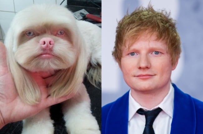 This Lhasa apso and shih-tzu mix has been likened to Ed Sheeran. (PHOTO: Reddit/Gallo Images/Getty Images) 