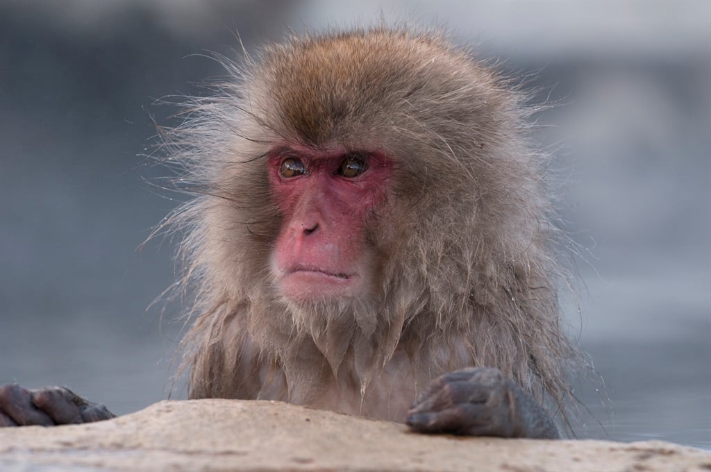 Japanese macaque or snow japanese monkey (Macaca fuscata), portrait, Japan. (Photo by: Prisma by Dukas/Universal Images Group via Getty Images)