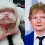 Ed Sheeran is that you? Meet the singer's canine double that's sending the internet into overdrive