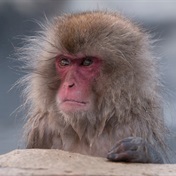 Monkey business: Macaques injure 42 in Japanese city 