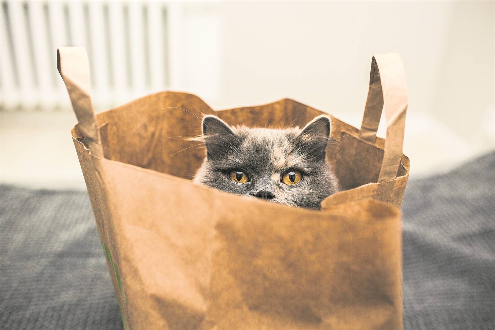 Cat out of the bag. Кот в бумажном пакете. Cat in the Bag.