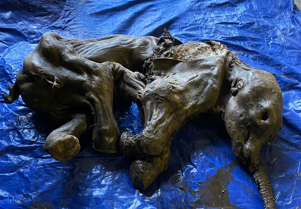 This handout image released by the Government of Yukon on June 25, 2022 shows a complete baby woolly mammoth named Nun cho ga found in Yukons Eureka Creek, south of Dawson City, Canada. - Miners in the Klondike gold fields of Canadas far north have made a rare discovery, digging up the mummified remains of a near complete baby woolly mammoth. (Photo by GOVERNMENT OF YUKON / AFP) 