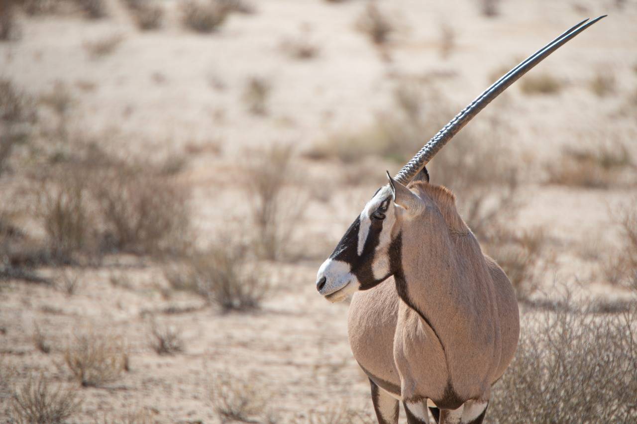 Gemsbokke in die Kalahari word saam met ander wild in onder meer die Kalahari gejag. Foto: Anena Burger