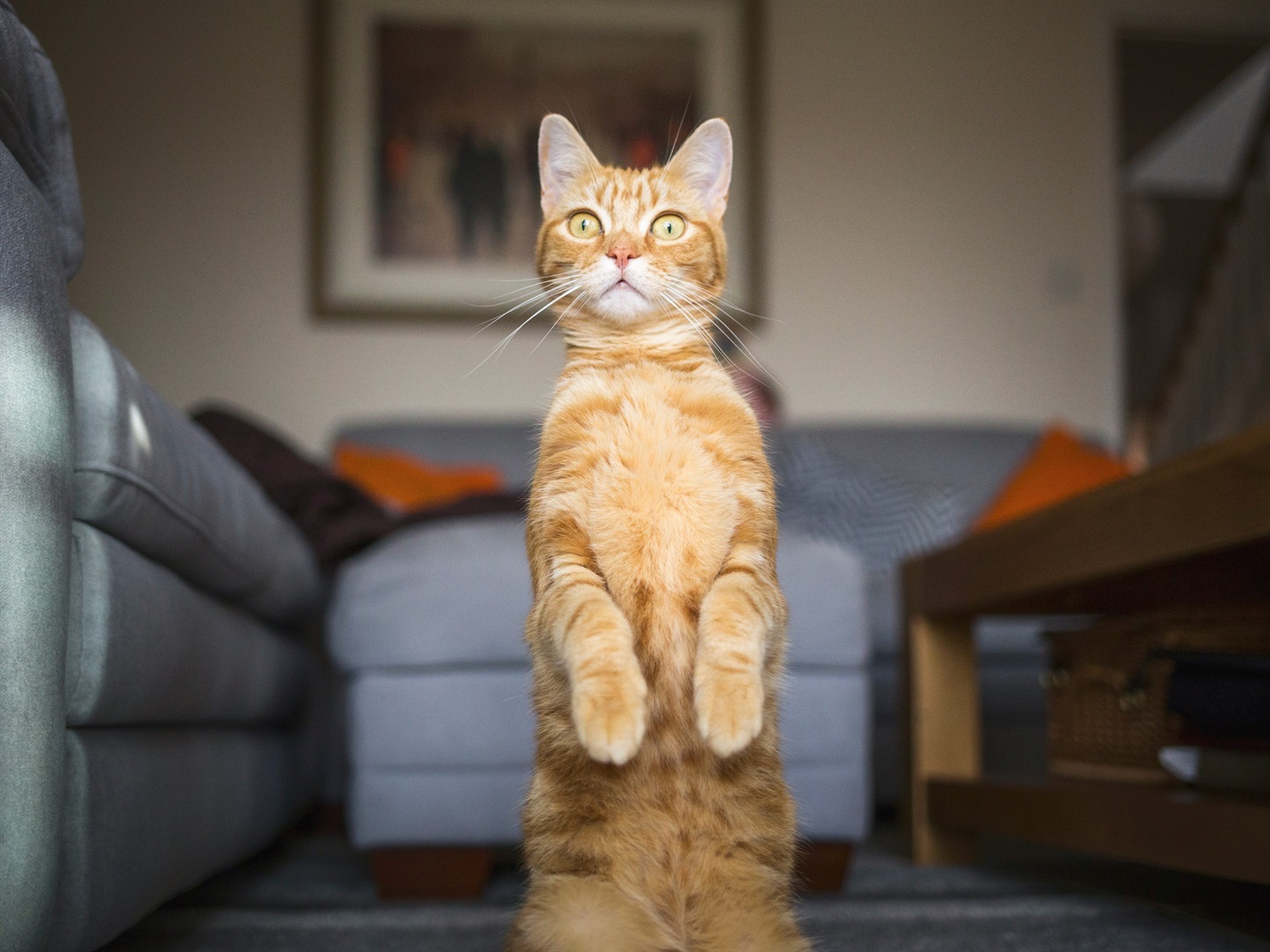 Ginger domestic cat