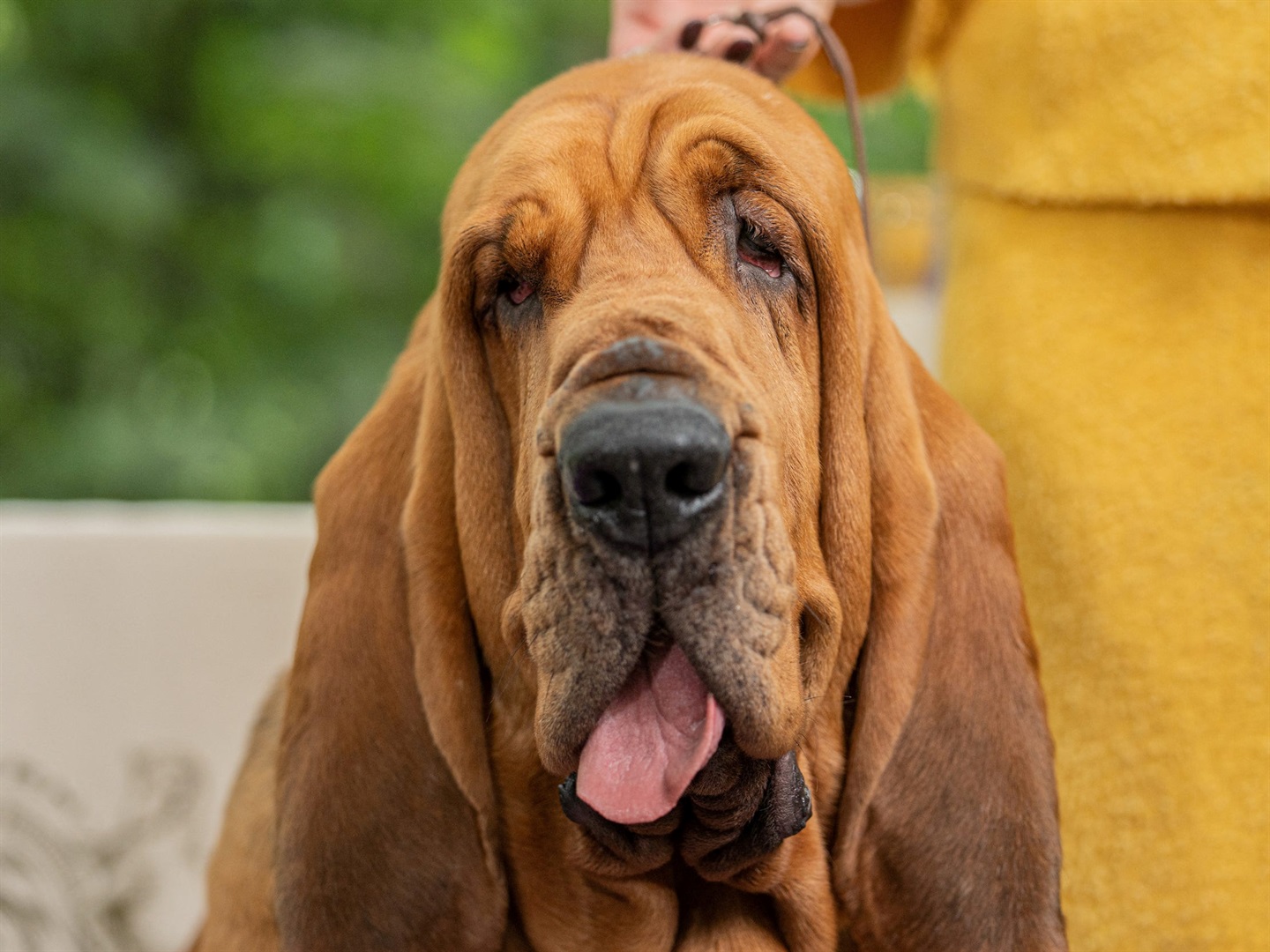 Trumpet, a bloodhound, appears after winning best in show at the 146th Westminster Kennel Club Dog Show, in New York City, on June 23, 2022. Jeenah Moon/Reuters