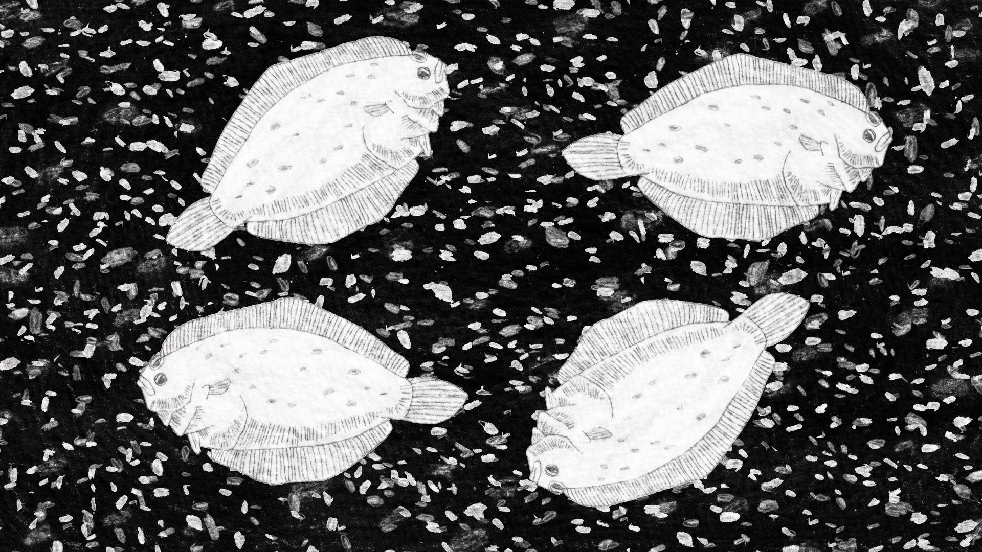 Een van die stilfoto’s uit Diek Grobler se poësiefilm ‘Transparant van ’n tongvis’ gegrond op ’n gedig van Antjie Krog. Foto’s: Verskaf