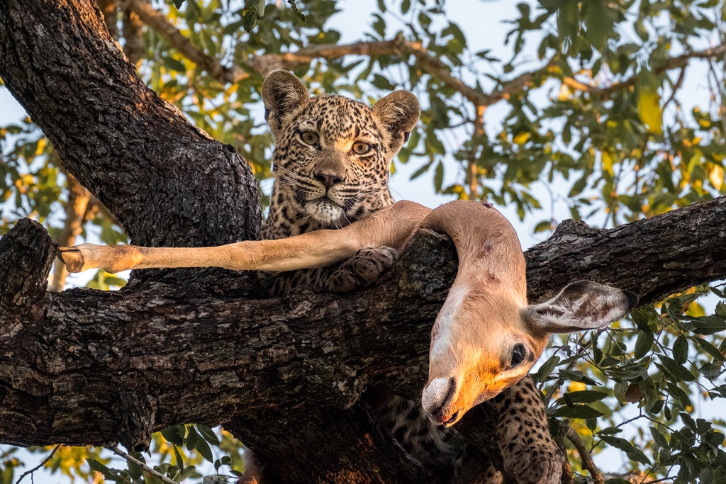 leopard cub impala carcass