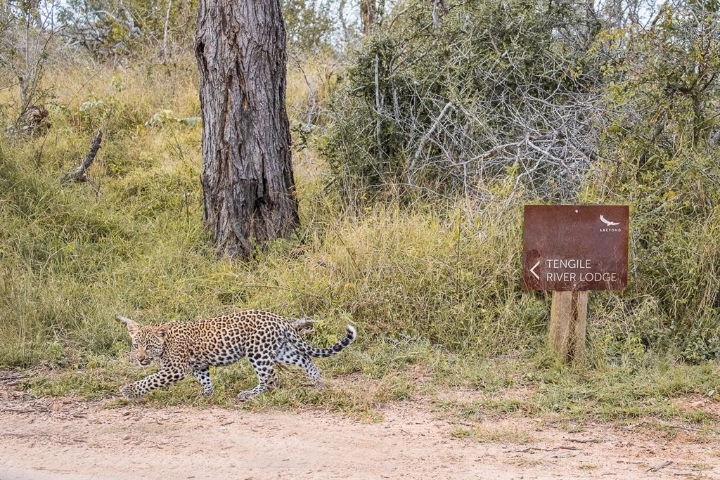 leopard cub tengile