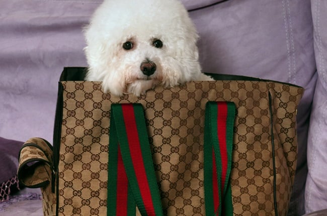 A dog in a monogrammed carrier bag from Gucci at Manderly Gardens, Shouson Hill, 21 JULY 2004.