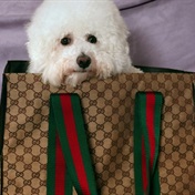 Would you spoil your furry friend with the Gucci pet bed worth R122 000?
