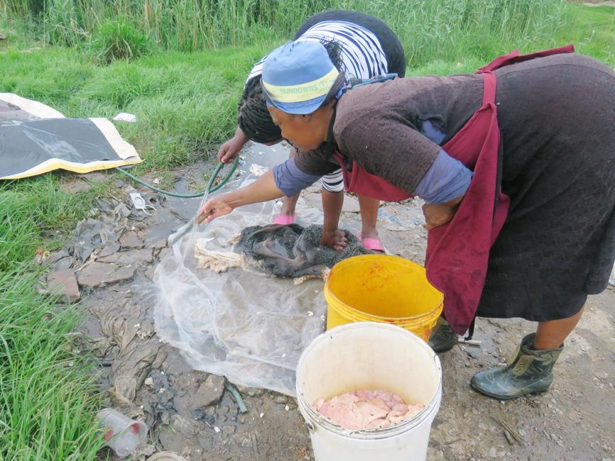 Women wash mogodu in a dirty stream in Tembisa but claim that the food is clean. Photo by Phineas Khoza 