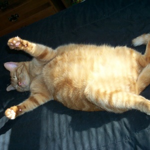 Fat cat - Google Free Images