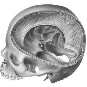 Cut out showing the pituitary gland