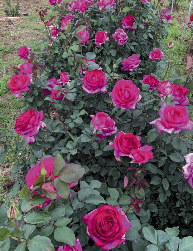  ‘Garden Queen’ roses