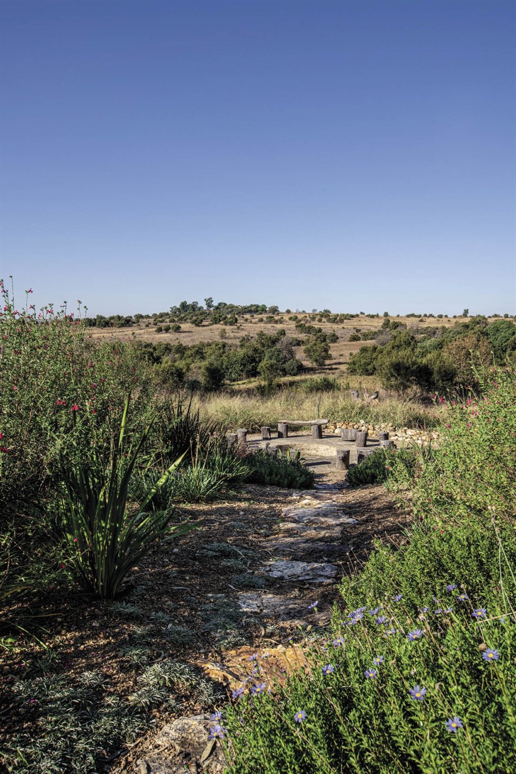 The Du Preez family love hanging out at their boma. Grasses and mauve nemesias that were growing here influenced the style of plants chosen; these include watsonia, aloe, red-hot poker and wild garlic. Gazania rigens with its silver-grey foliage was added later to stabilise the soil of the embankment. Stones from the veld were used to create the sloping pathway down to the boma. Blue felicias provide colour next to the pathway; they attract bees, birds and butterflies to the garden. 