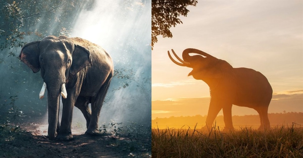 Olifant. Foto: Gallo Images/Getty Images