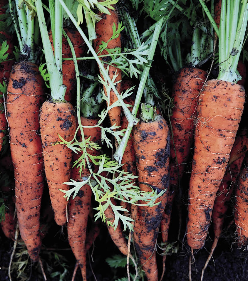 Grow your own beetroot and carrots Home