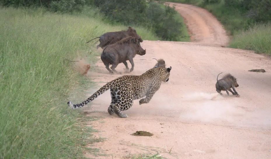 WATCH | Warthog family walks straight into leopard lying in wait | News24