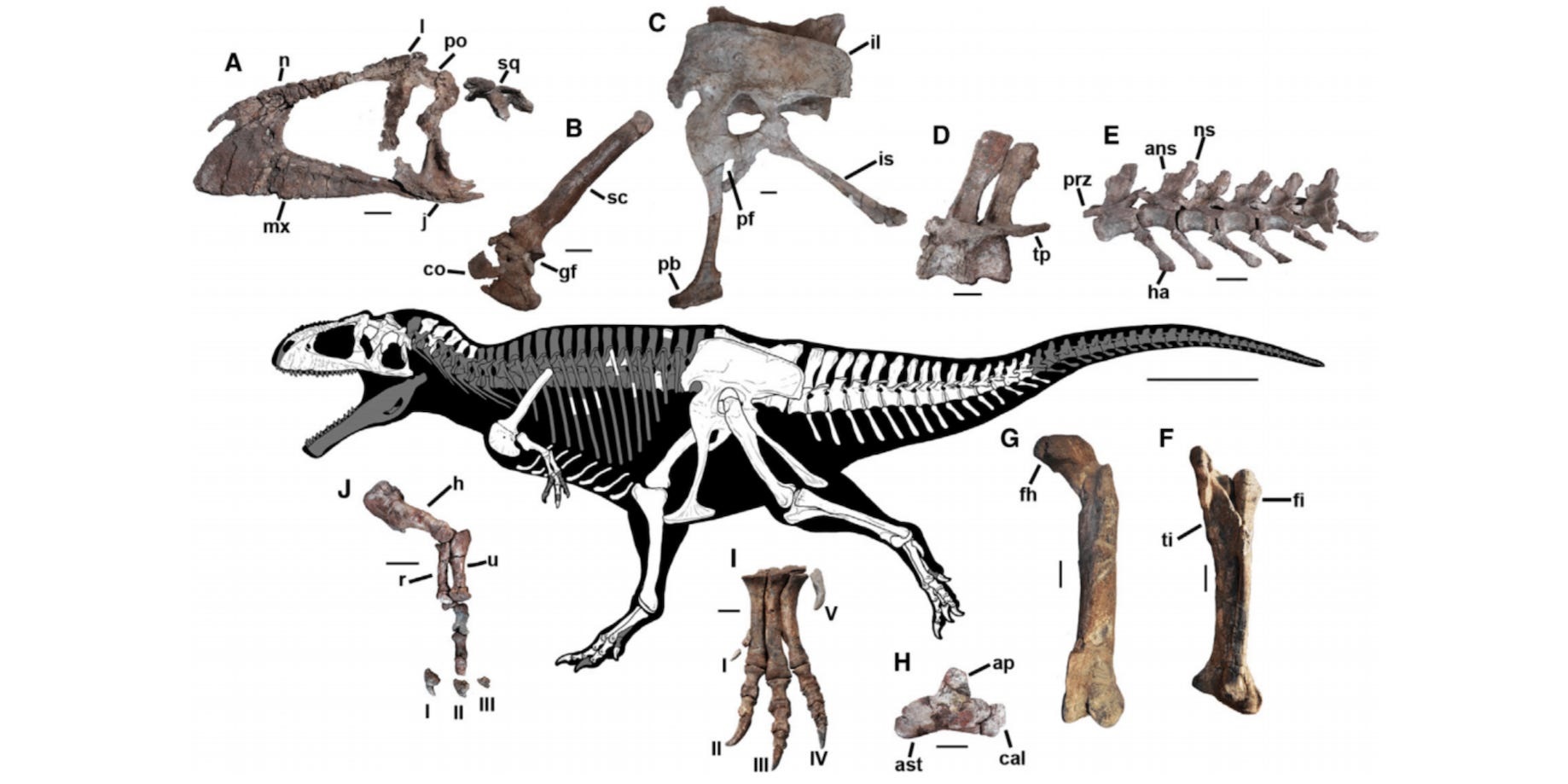 Bilim adamları, T. rex gibi küçük kolları olan devasa bir dinozor buldular ve bu, neden bu şekilde evrimleştiklerinin gizemini derinleştirdi
