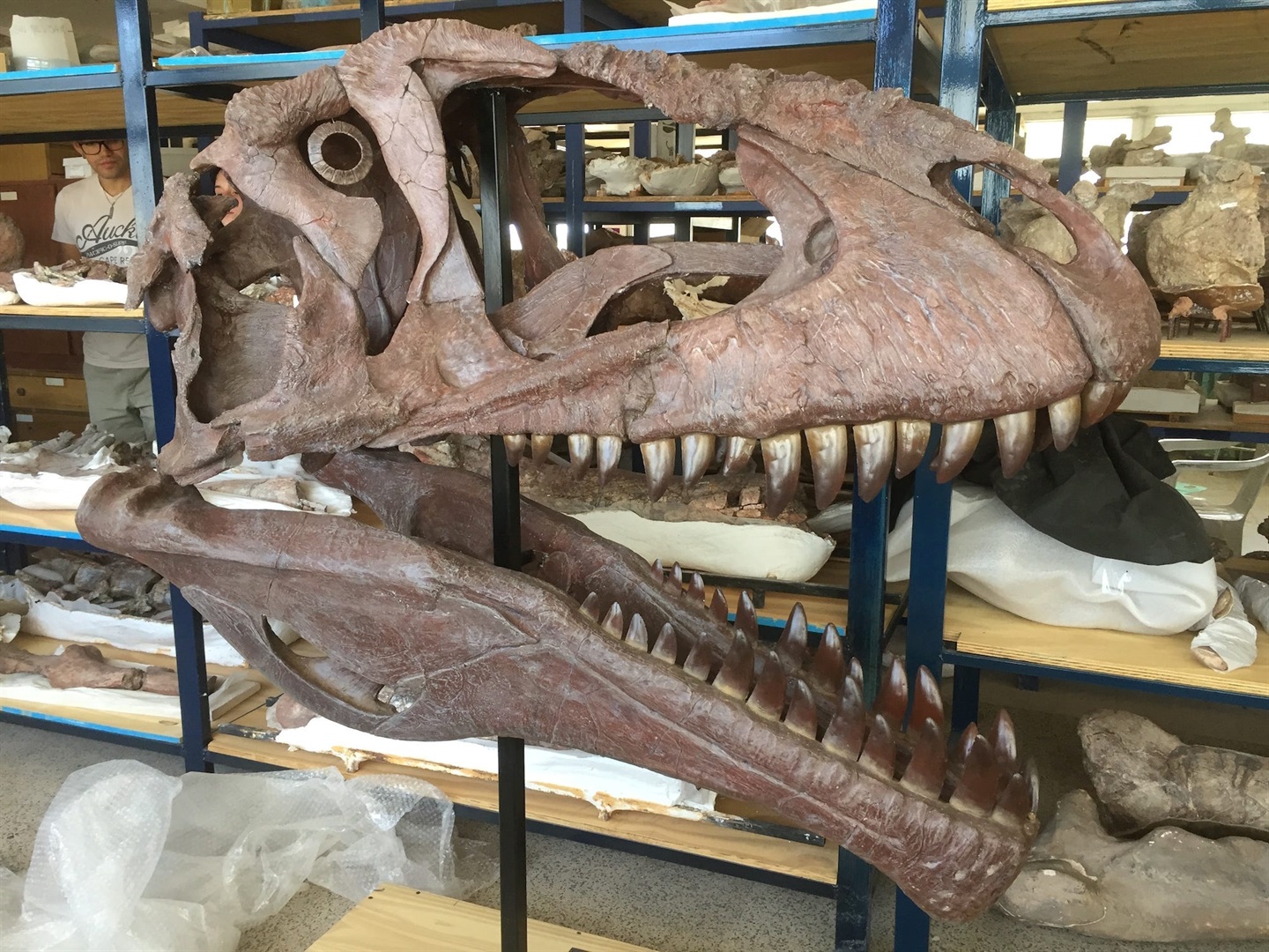 Para ilmuwan menemukan dinosaurus besar dengan lengan kecil seperti T. rex, memperdalam misteri mengapa mereka berevolusi seperti itu