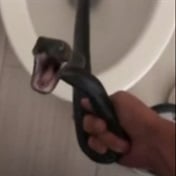 WATCH | Woman finds snake in toilet when she returns to her Arizona home