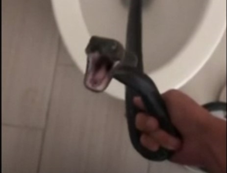 Worst nightmare': Arizona woman finds 3-foot-long snake in her toilet