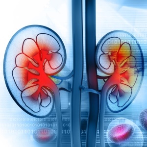 Human kidneys – iStock