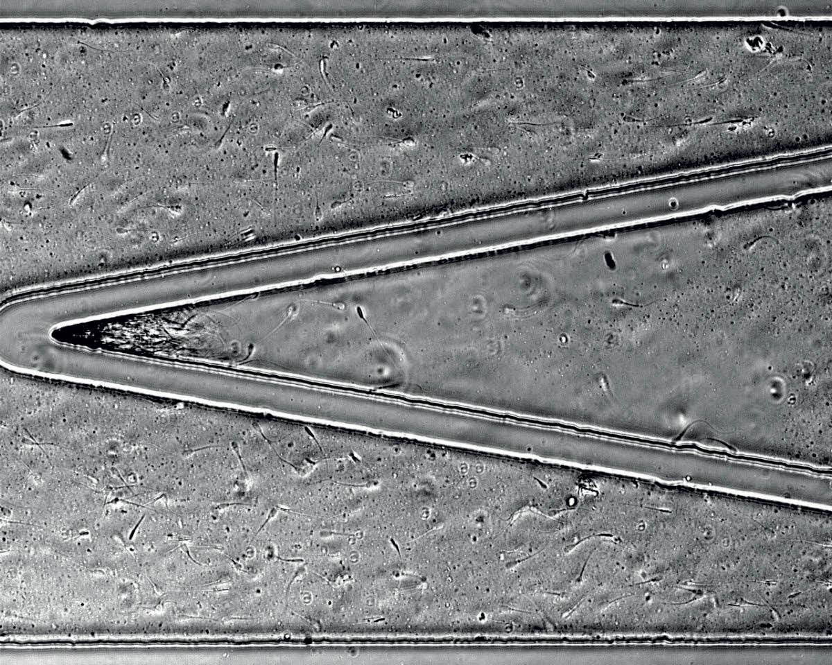 Die Rheolex-toetsstel het ’n V-vorm wat toelaat dat die getal sperms wat stroom-op in ’n gesimuleerde mini-voortplantingstelsel swem, getel kan word om die vrugbaarheid van bulle vas te stel. FOTO: CORNELL-UNIVERSITEIT 