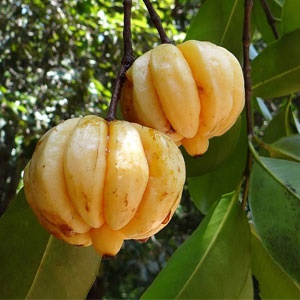 Garcinia Cambogia fruit. Source: Pixabay