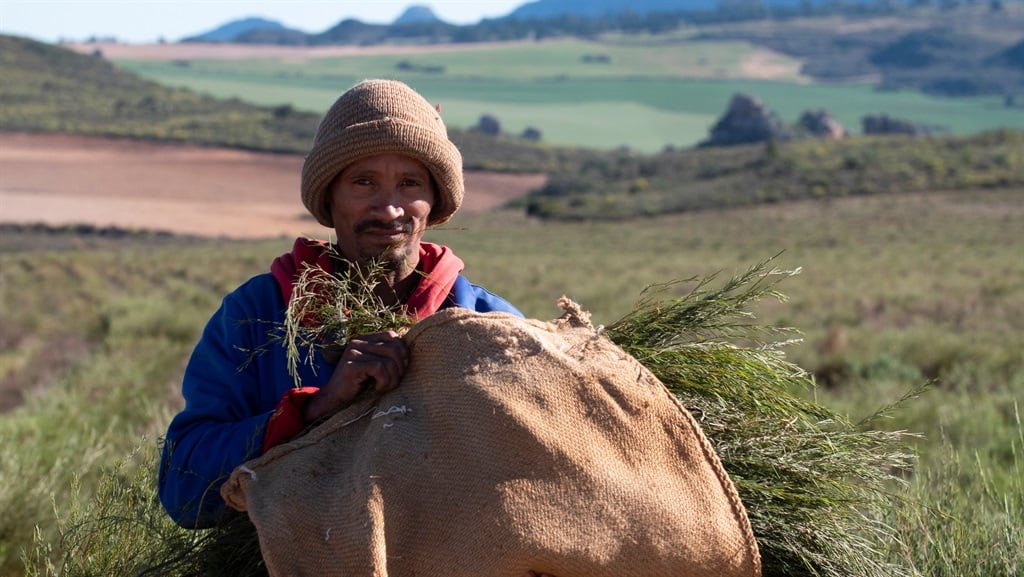 A rooibos tea farm worker with a bag of cut rooibos tea during the harvest. Photo: Getty
