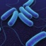 Some people may have genetic protection against E. coli