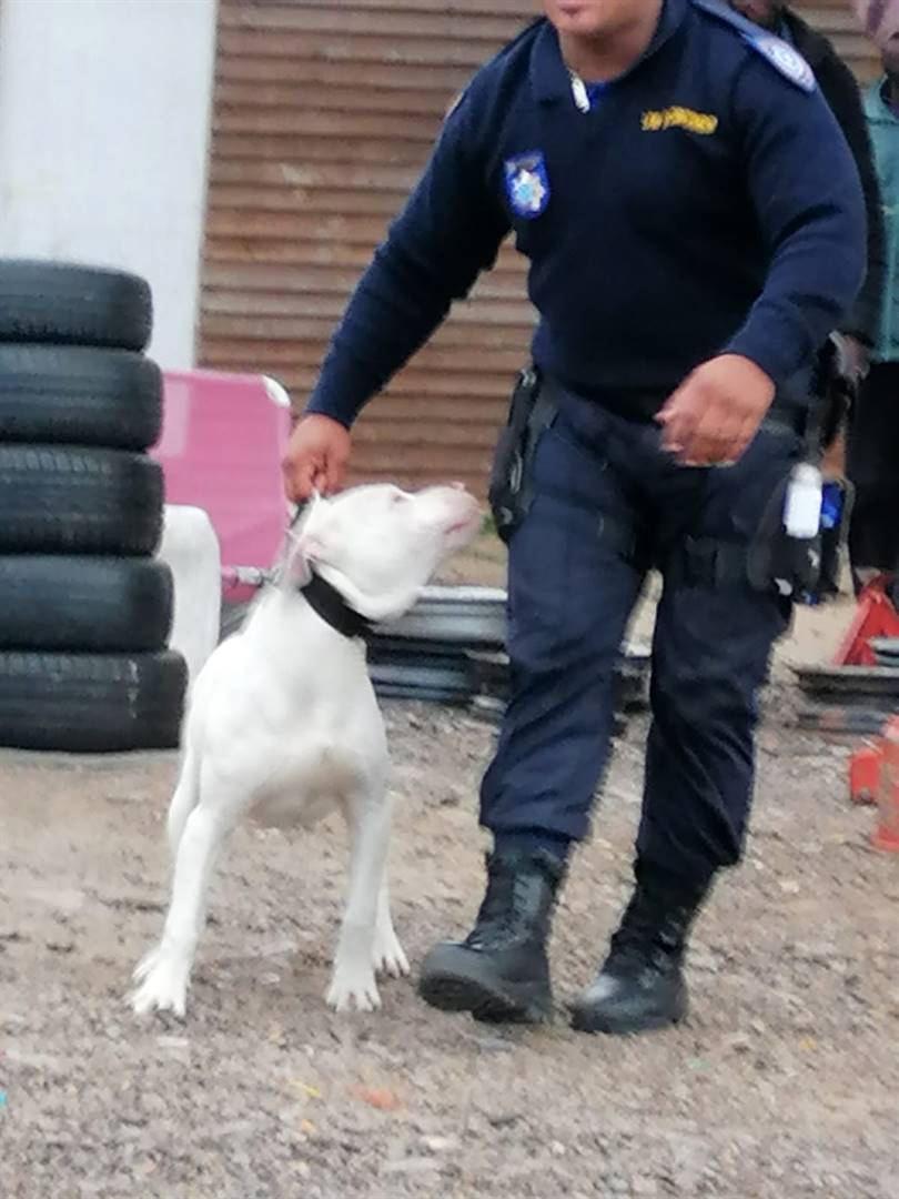 Law enforcement officers managed to recover a pit bull that was snatched over the wall (inset) at a house in Strand.