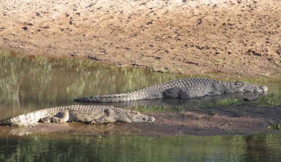 These crocodiles in Luvhuvhu River were photographed some time ago by the SunTeam. Left: Million Gume shows how he makes the dangerous creatures go away when he is in the water. Photo by Mzamani Mathye

