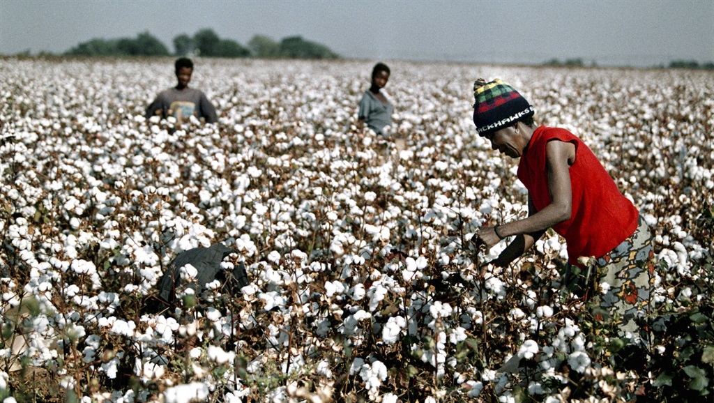 Farm workers harvesting cotton, Mpumalanga (Gallo Images)