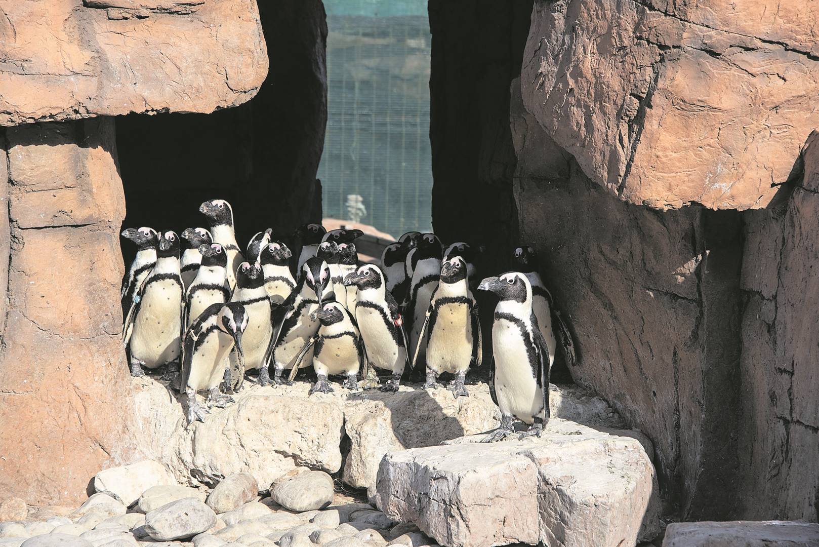 The jury is still out on what is causing the decline in African Penguin numbers, writes the author. (Photo: Pauline Herman)