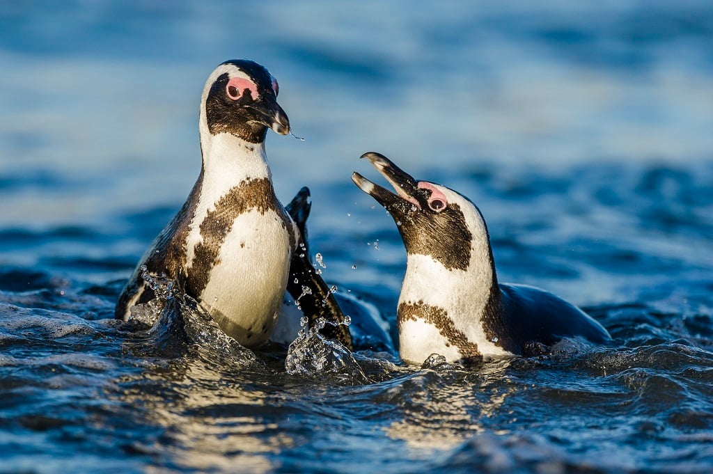 Ship-to-ship bunkering in Algoa Bay will threaten the endangered African penguins, according to conservationists.