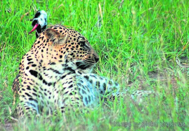 A leopard at the Kruger National Park has been put down. 