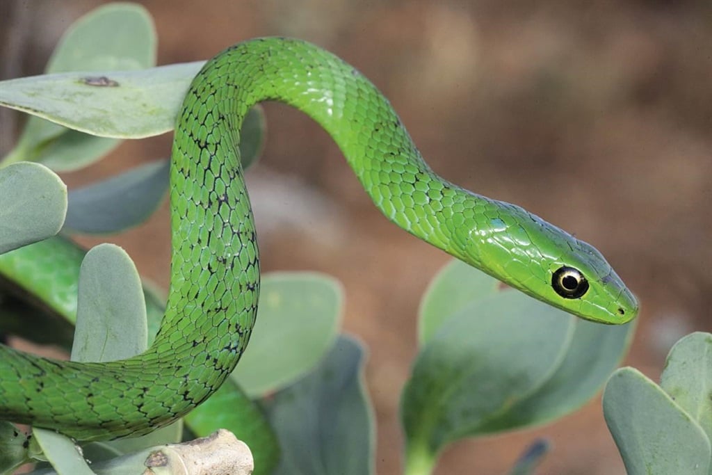 The Eastern Natal Green Snake. Photo: Johan Marais