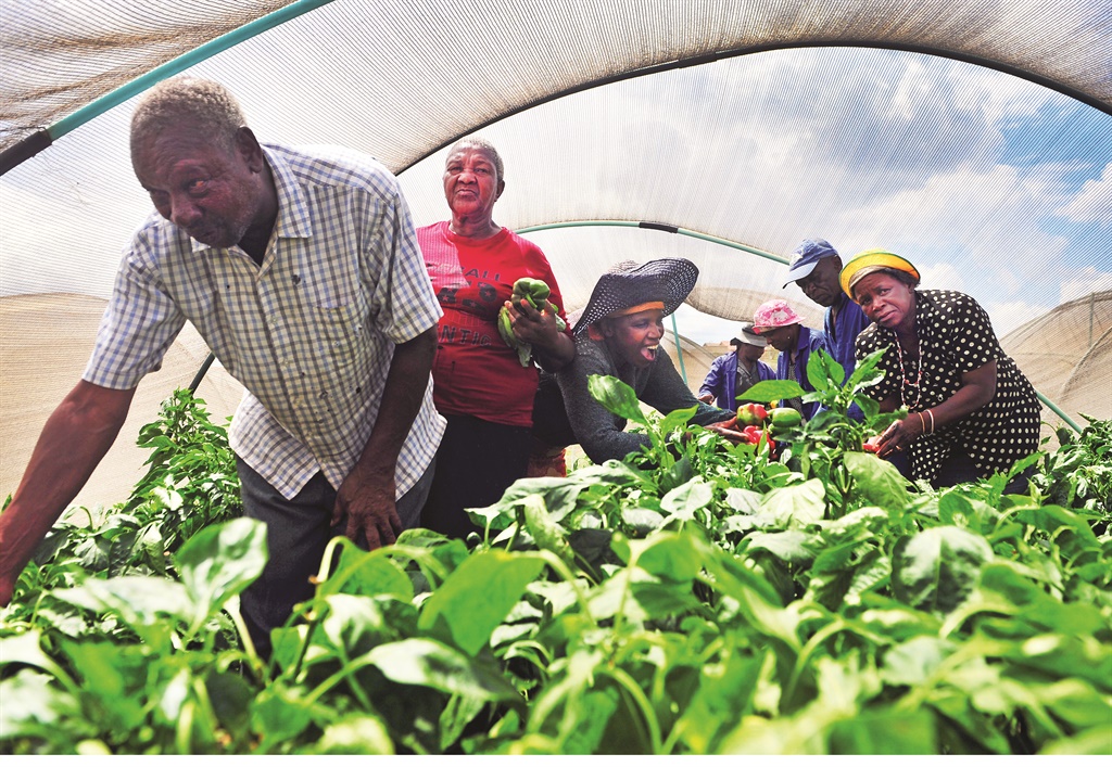 Tunnles in which vegetables are grown at the Dihwayi tsa Phomolong project in Atteridgeville. The IDC has referred to this as a business opportunity for young people who can profit from the previaling drought. Picture: Leon Sadiki 