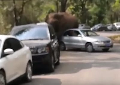 <b>PUNCH-TRUNK LOVE:</b> A heartbroken elephant crushed nearly 20 cars after losing his mate to another elephant during Valentine's weekend in Beijing, China. <i>Image: YouTube</i>