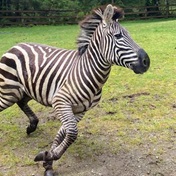 Lone zebra remains at large in US mountains after escaping a new owner and a rodeo clown on Sunday